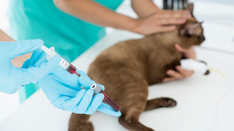 Diagnosing cushings disease in cats